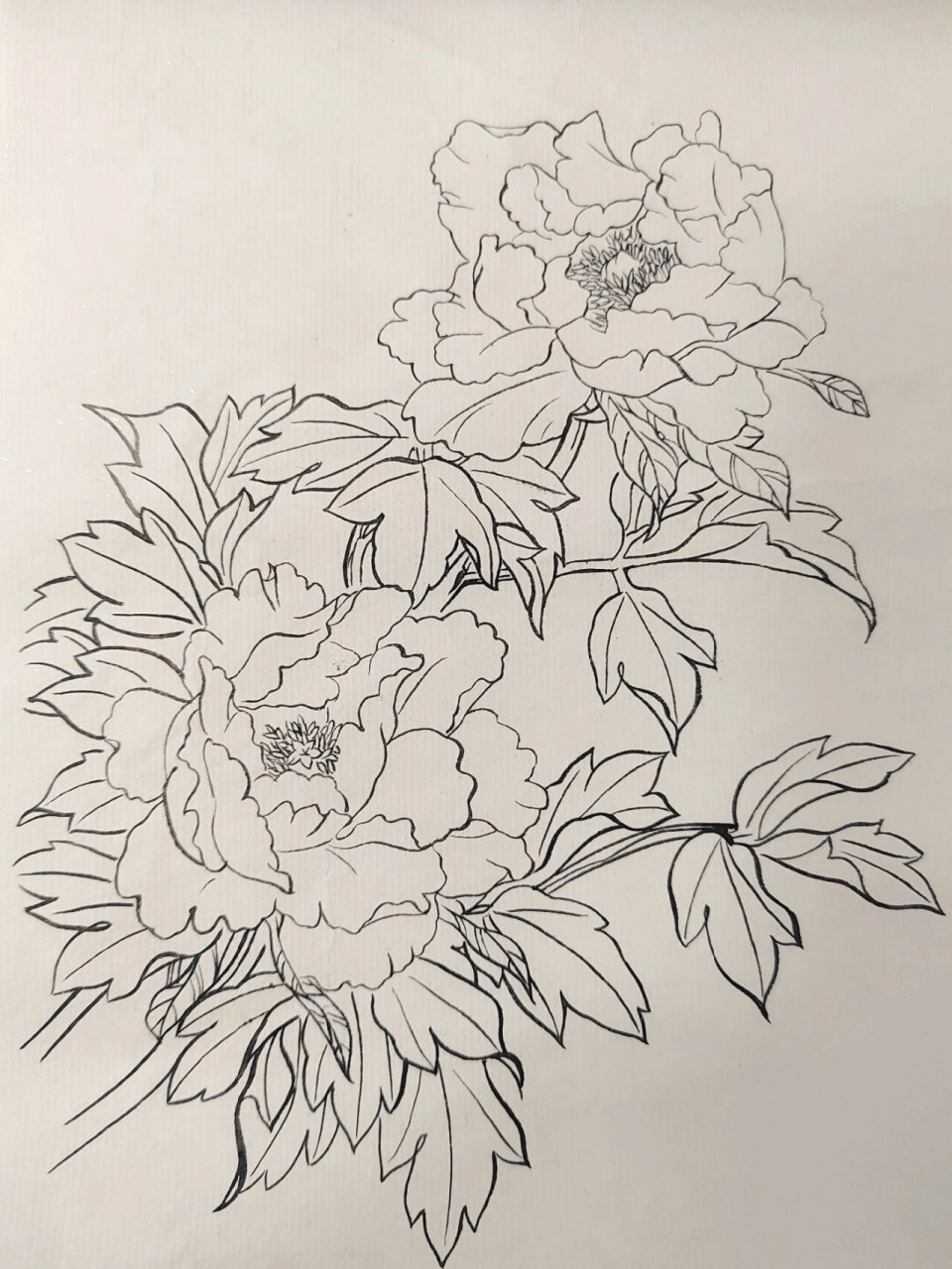工笔|白描|折枝花卉 国画素材 花鸟线描 白描底稿