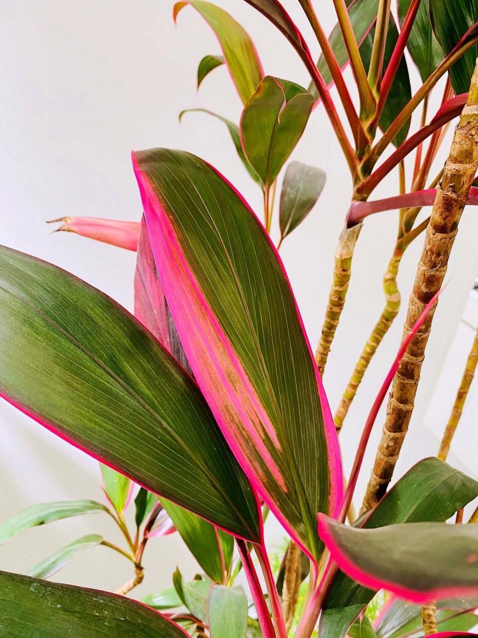 红叶朱蕉养护分享 拉丁学名:cordyline fruticosa 原产我国南部和华南