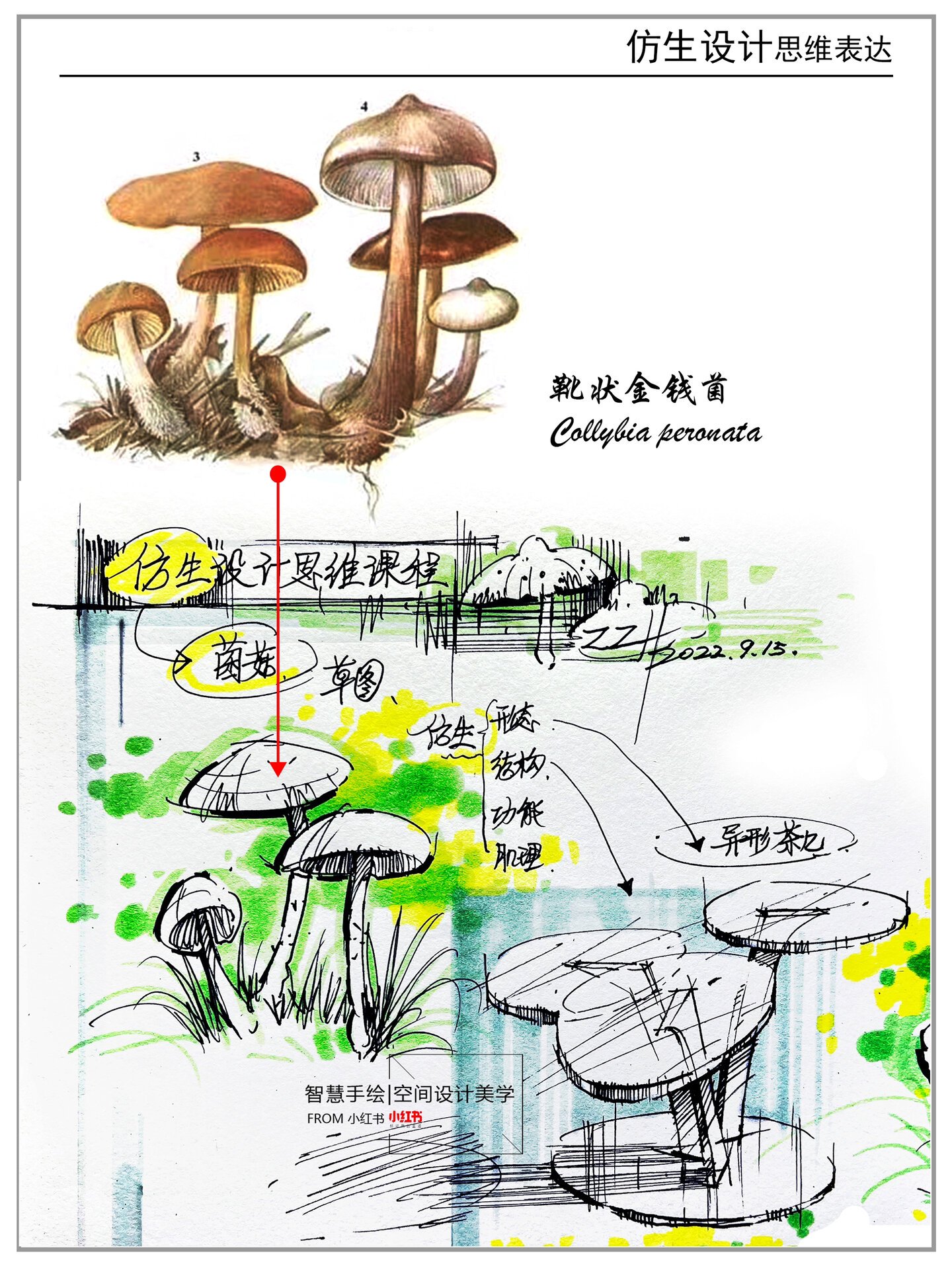 仿生设计思维表达系列5⃣️菌菇仿生创意手绘