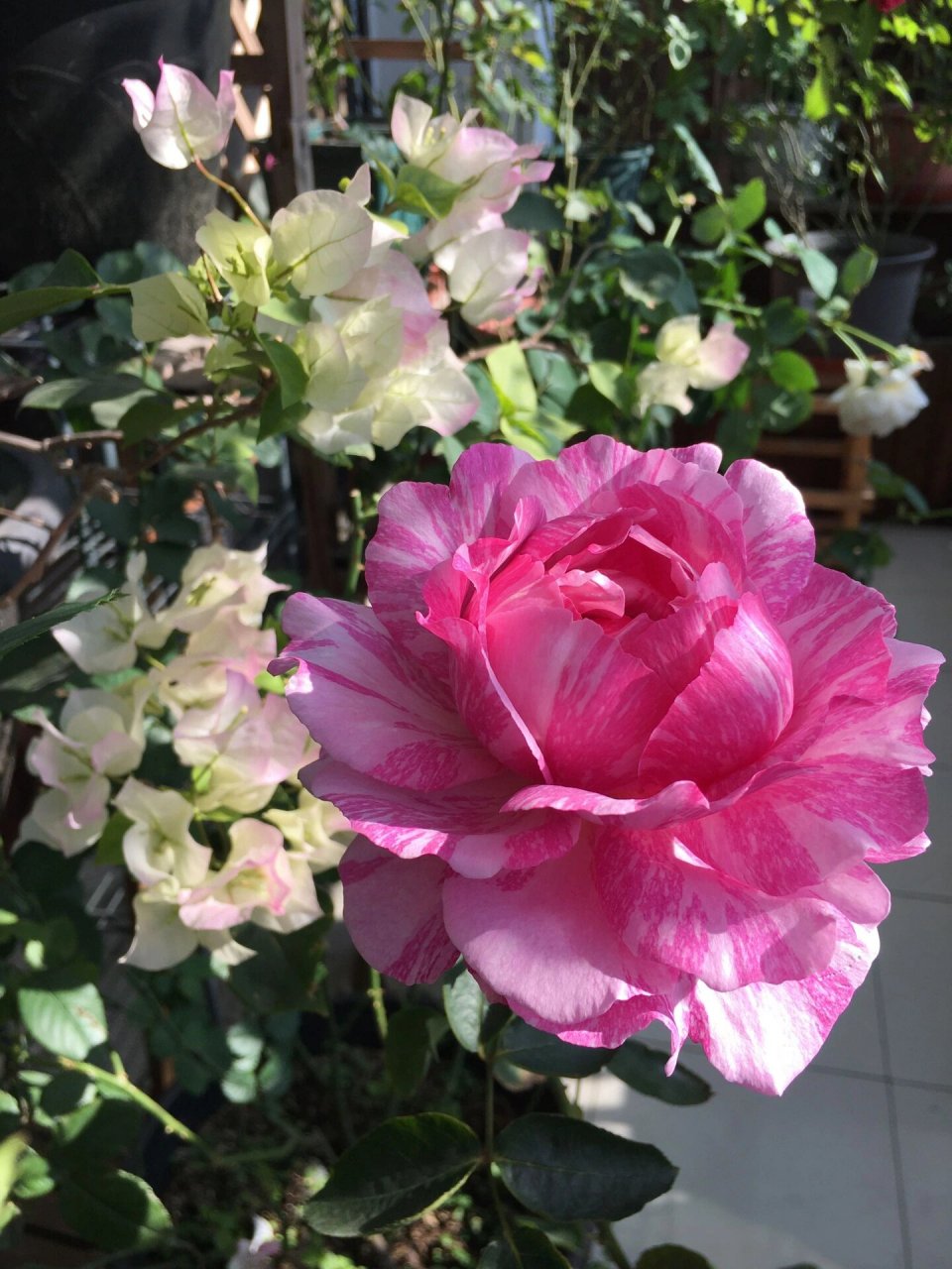 带你每天认识一种月季第13天|伊芙飞溅 伊芙飞溅在伊芙系列众多品种中