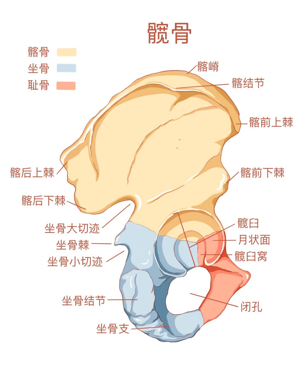 耻骨联合解剖位置图片