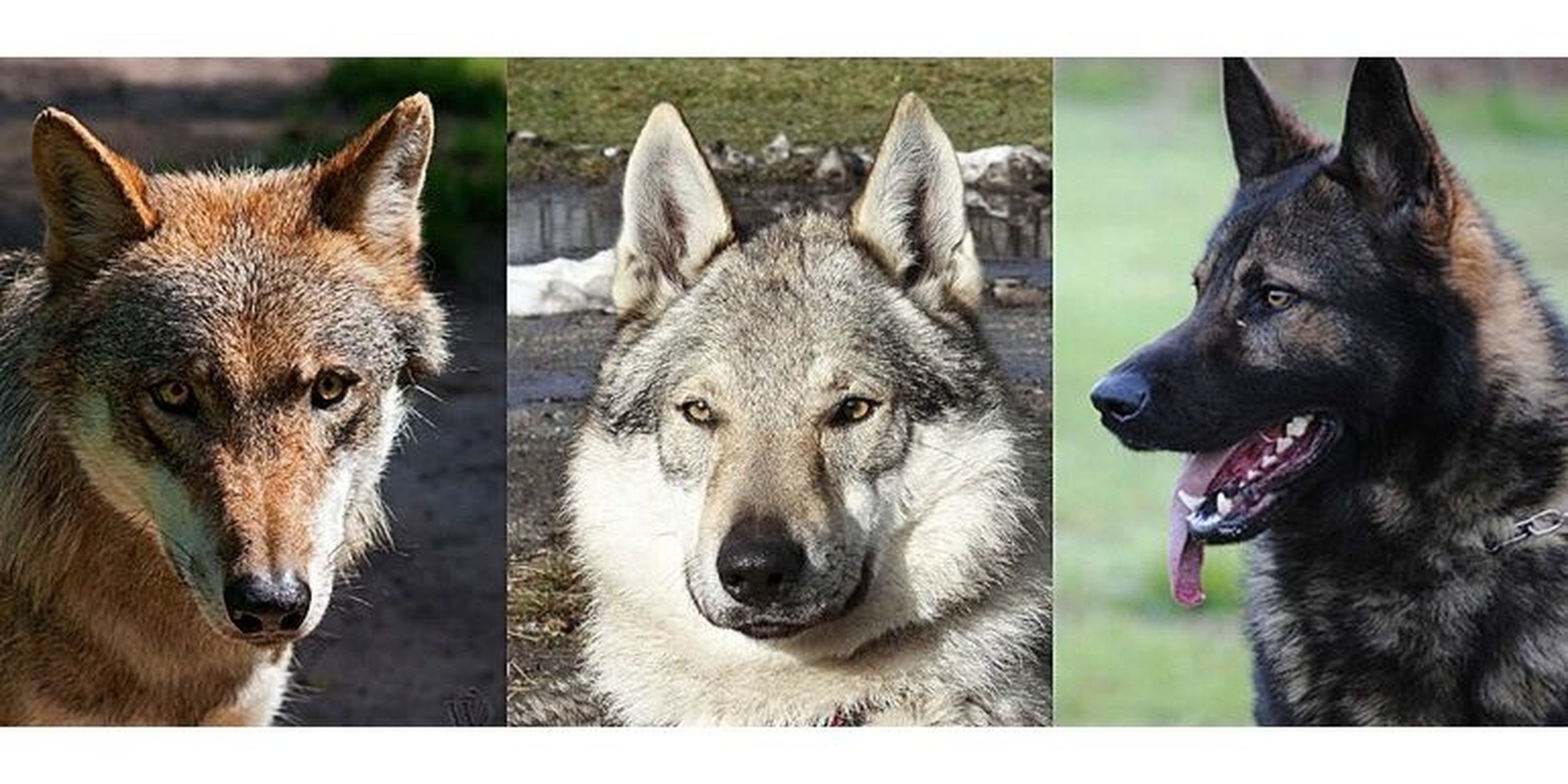 捷克狼犬,狼和德牧的比较31566 98所做的分析还强调了通常在小