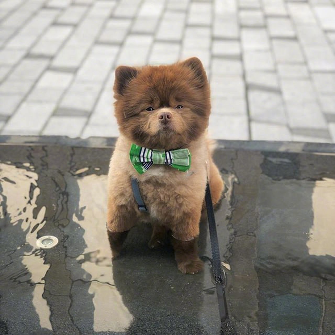 bertram是一只咖啡色的小博美,长得就像一只小棕熊,圆耳朵毛茸茸的,无