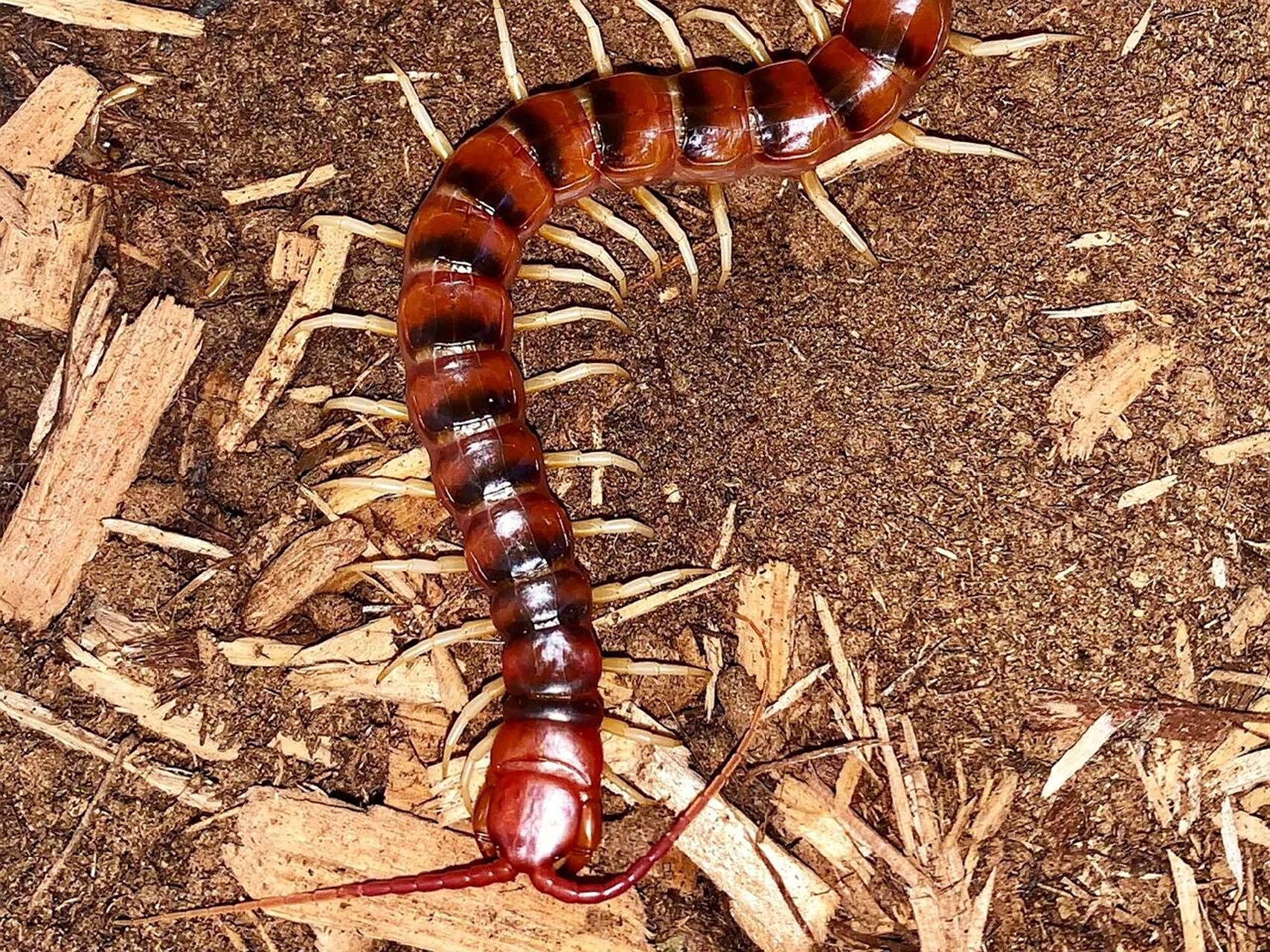 秘鲁白脚巨人蜈蚣 世界上体型最大的蜈蚣,刚买到家的时候只有三厘米