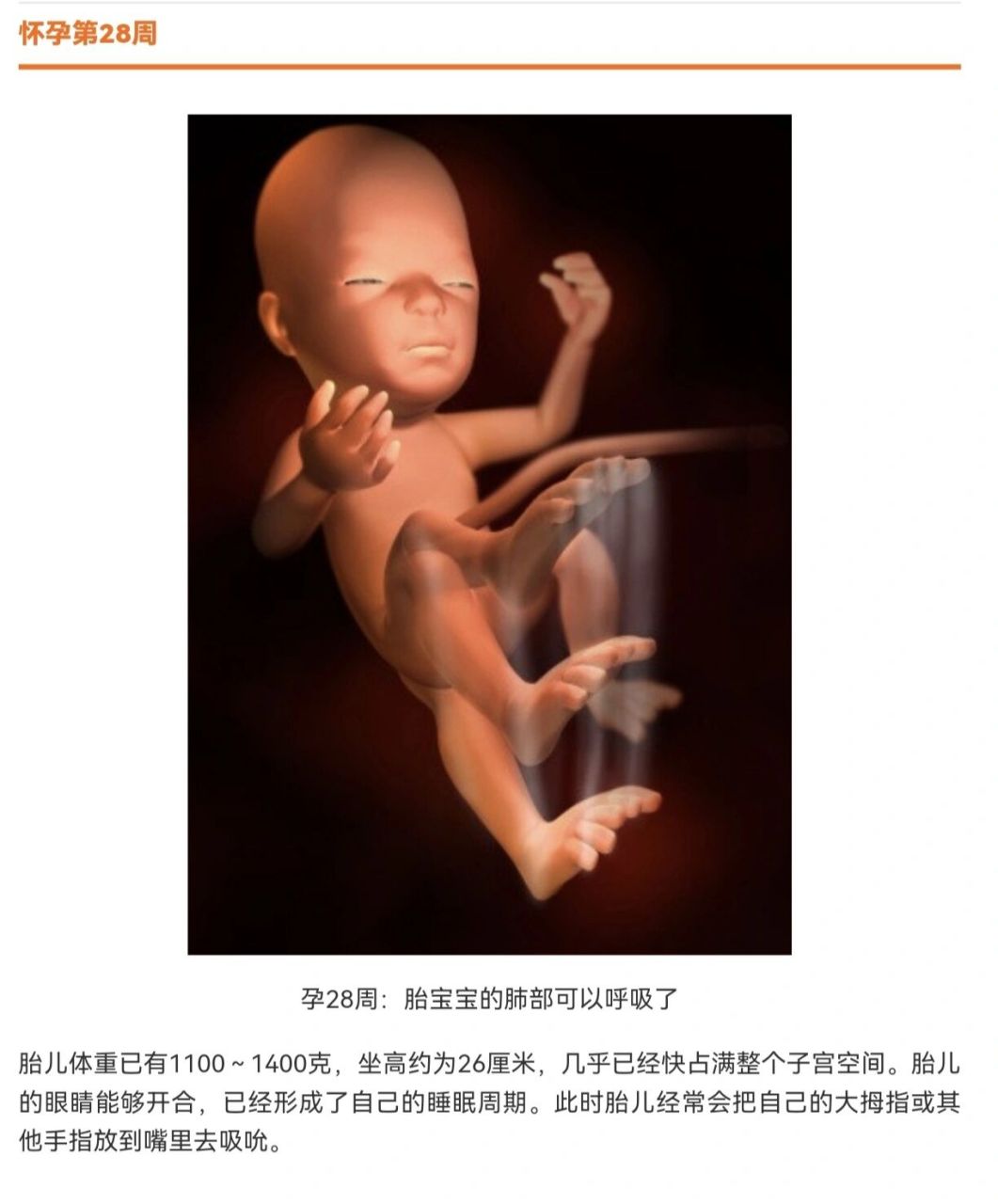 【怀孕第28周】胎宝宝能睁开眼睛啦 ◆◆ 怀孕第28周 胎宝宝胎长约