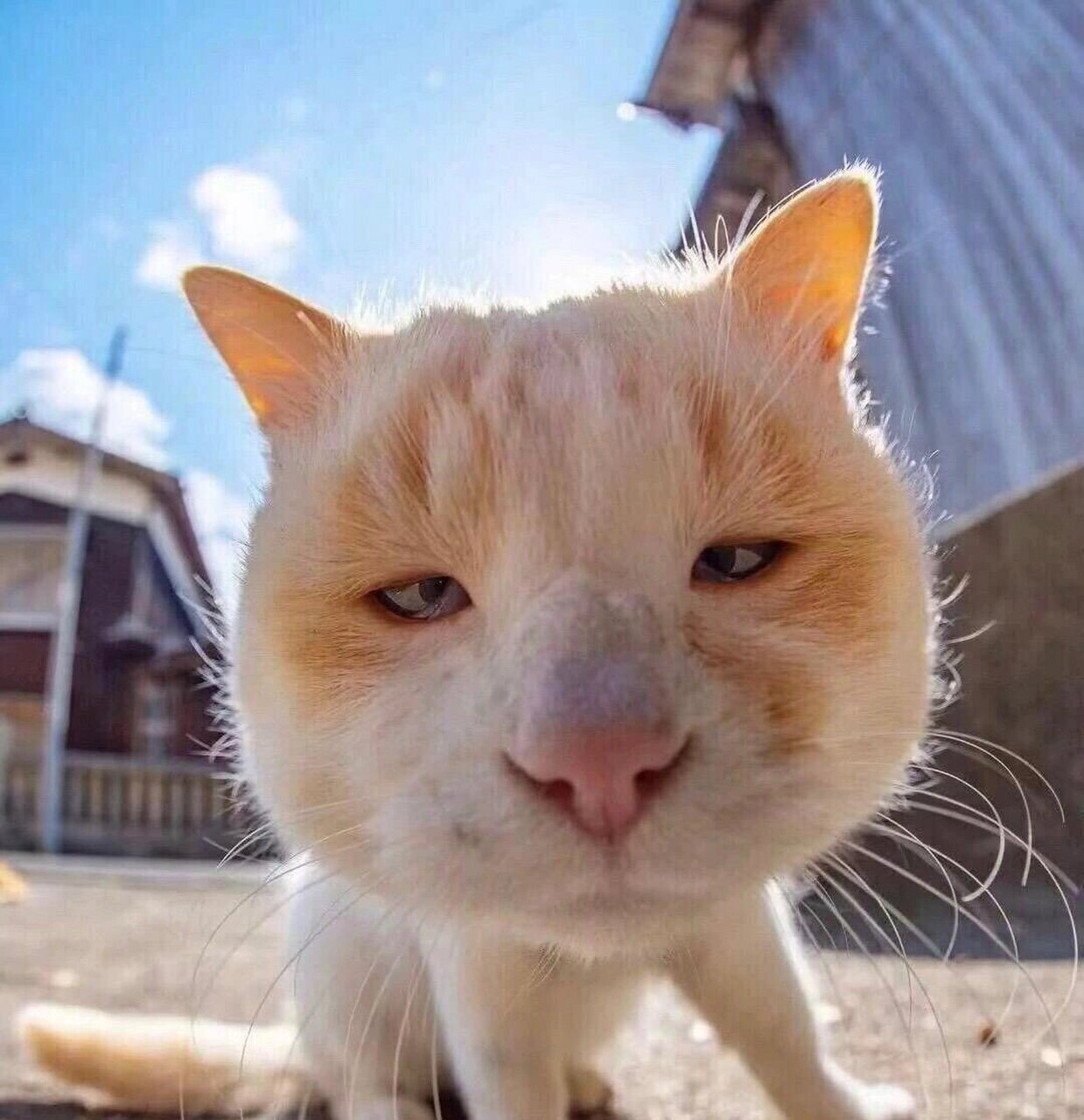 搞怪沙雕头像           到底是哪里出了问题 你说穷吧,我又把自己吃