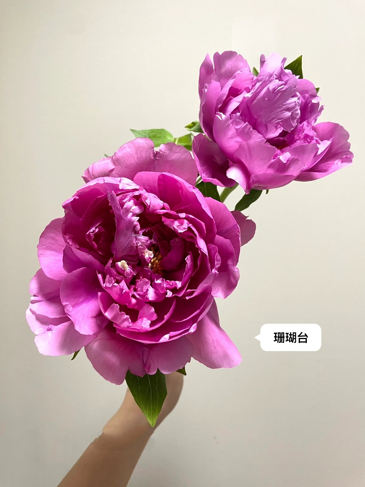 国产牡丹首案红,珊瑚台 两款明显的台阁型牡丹.