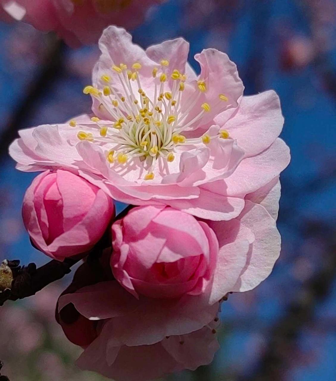 每日一花 杏花 简要介绍 落叶乔木,是中国重要的经济果树和观赏