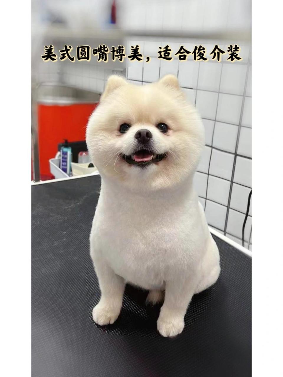 关于博美犬的分类及其适合造型 我们常见的博美分为:英式博美(尖嘴)和