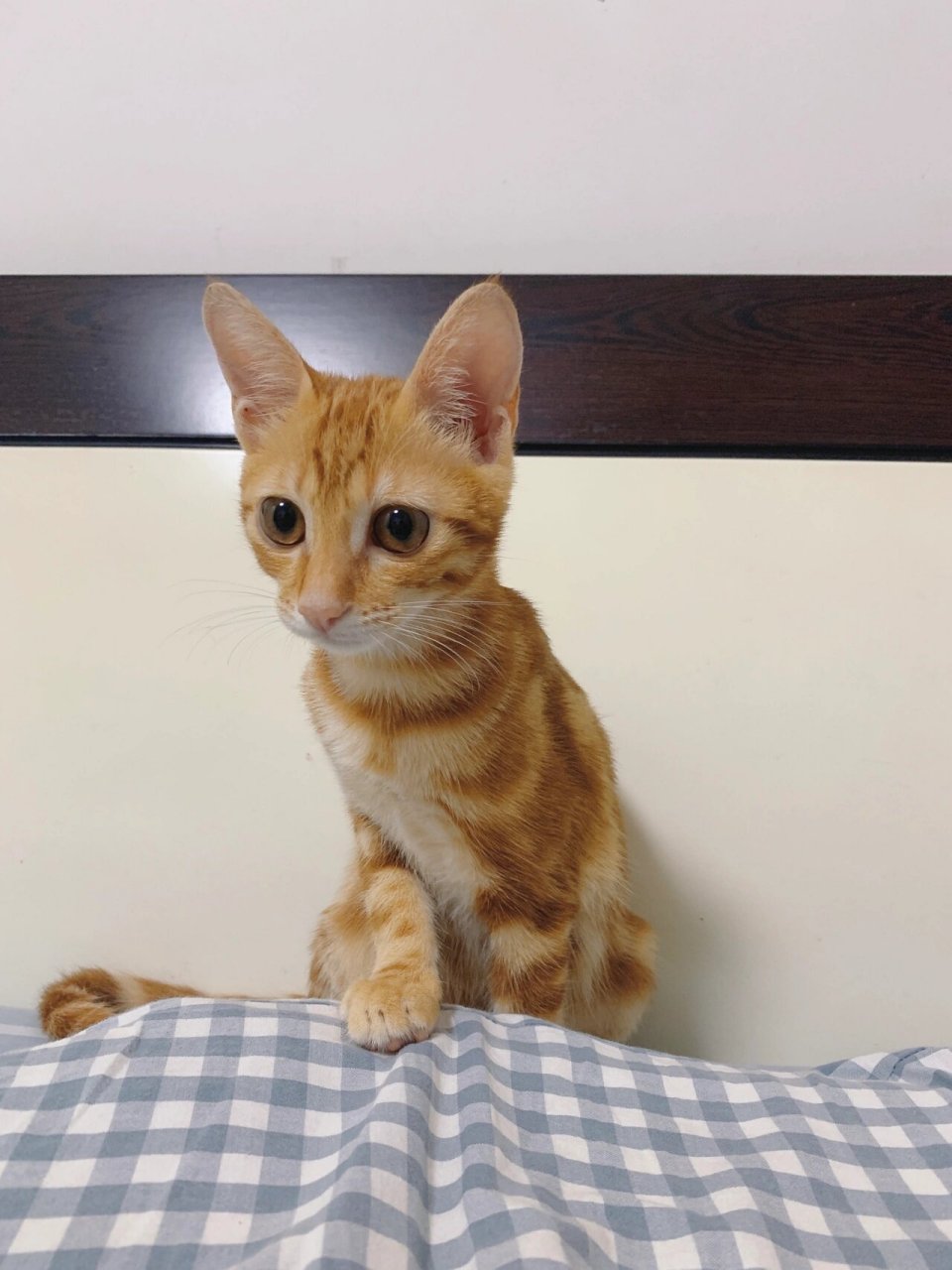 这样的一只小天使 2021年5月初,老公在屋顶上救了一只奶猫93回来,第