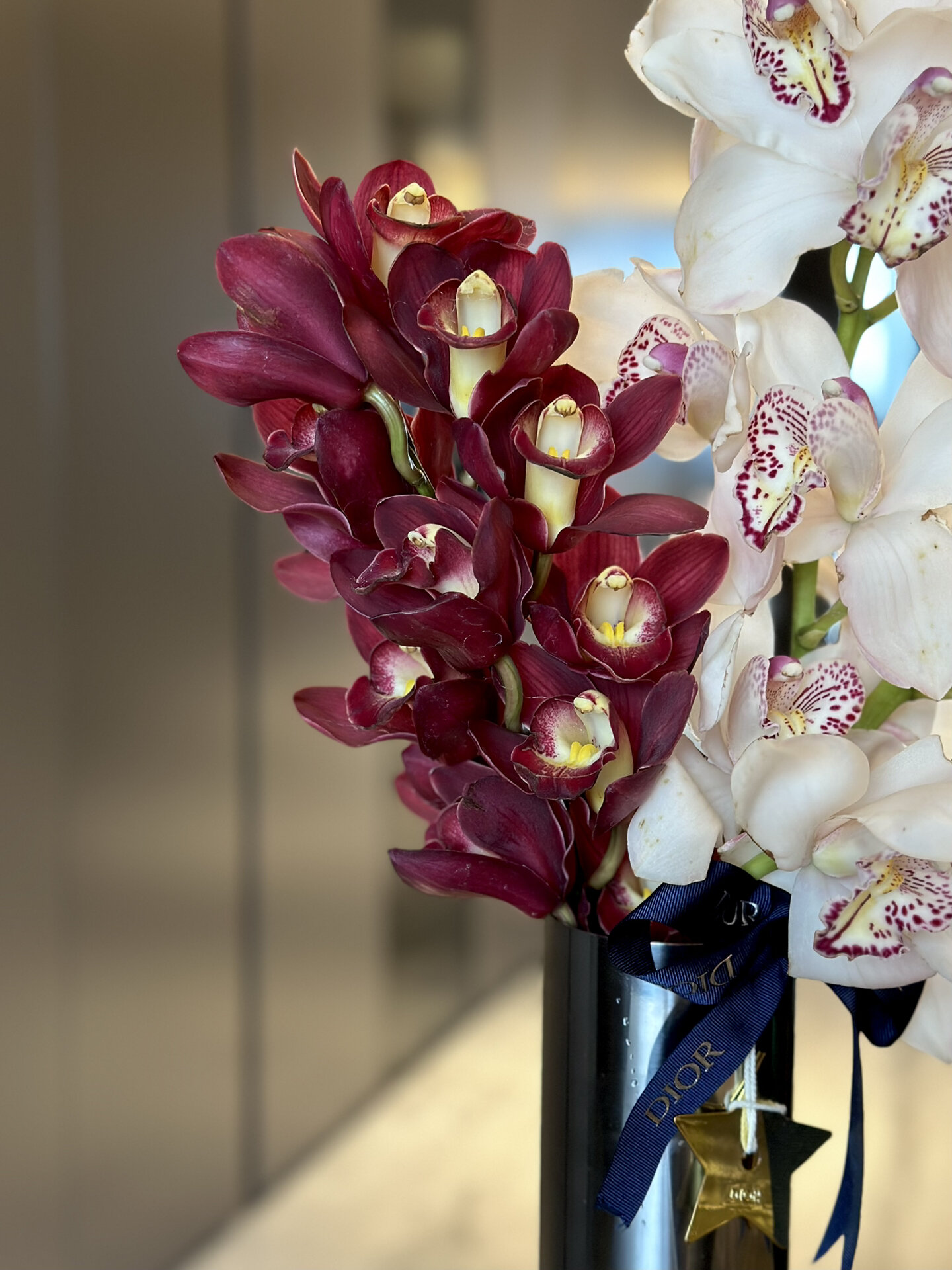 英茂大花蕙兰 精灵 | 大红袍 精灵太好看了 就是浅色太容易有折痕