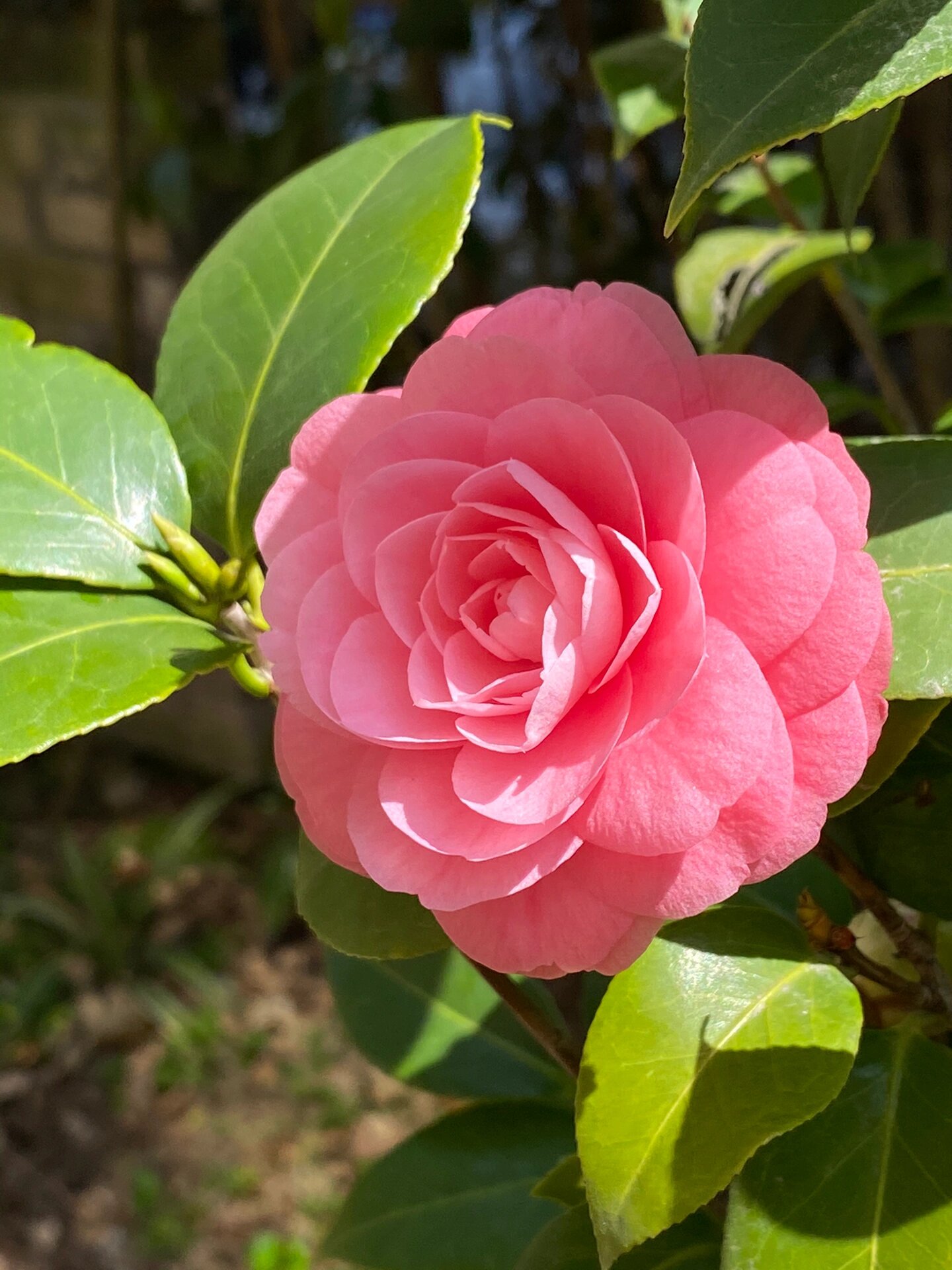 茶花十八学士图片欣赏图片