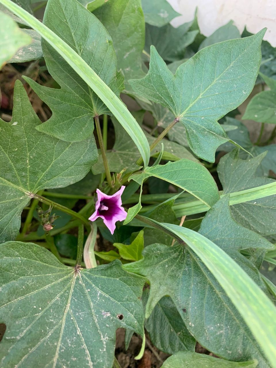 红薯花 有人见过红薯开花的吗