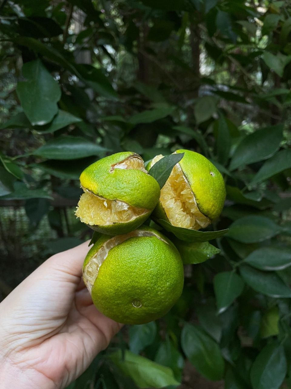 柑橘裂果92 总结几个原因:1)品种问题  一些品种皮薄的,容易裂果.