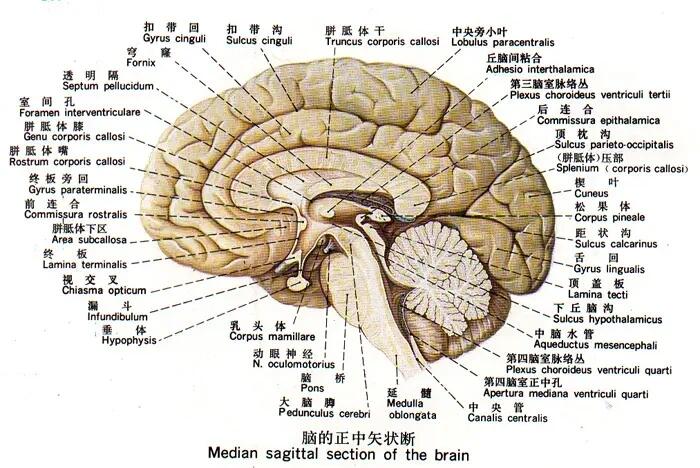 下丘脑解剖位置图片