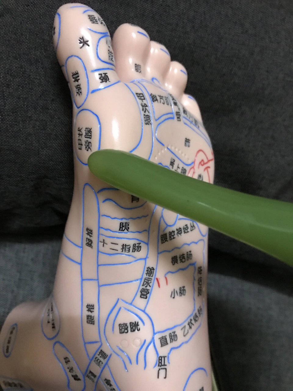 足底好处 祛百病 了解反射区位置好处 甲状旁腺: 位