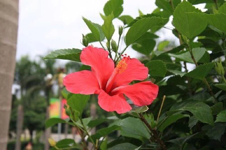 小花仙朱槿花图片