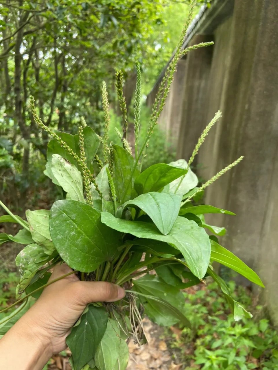 消除结石,你见过这些中草药吗?