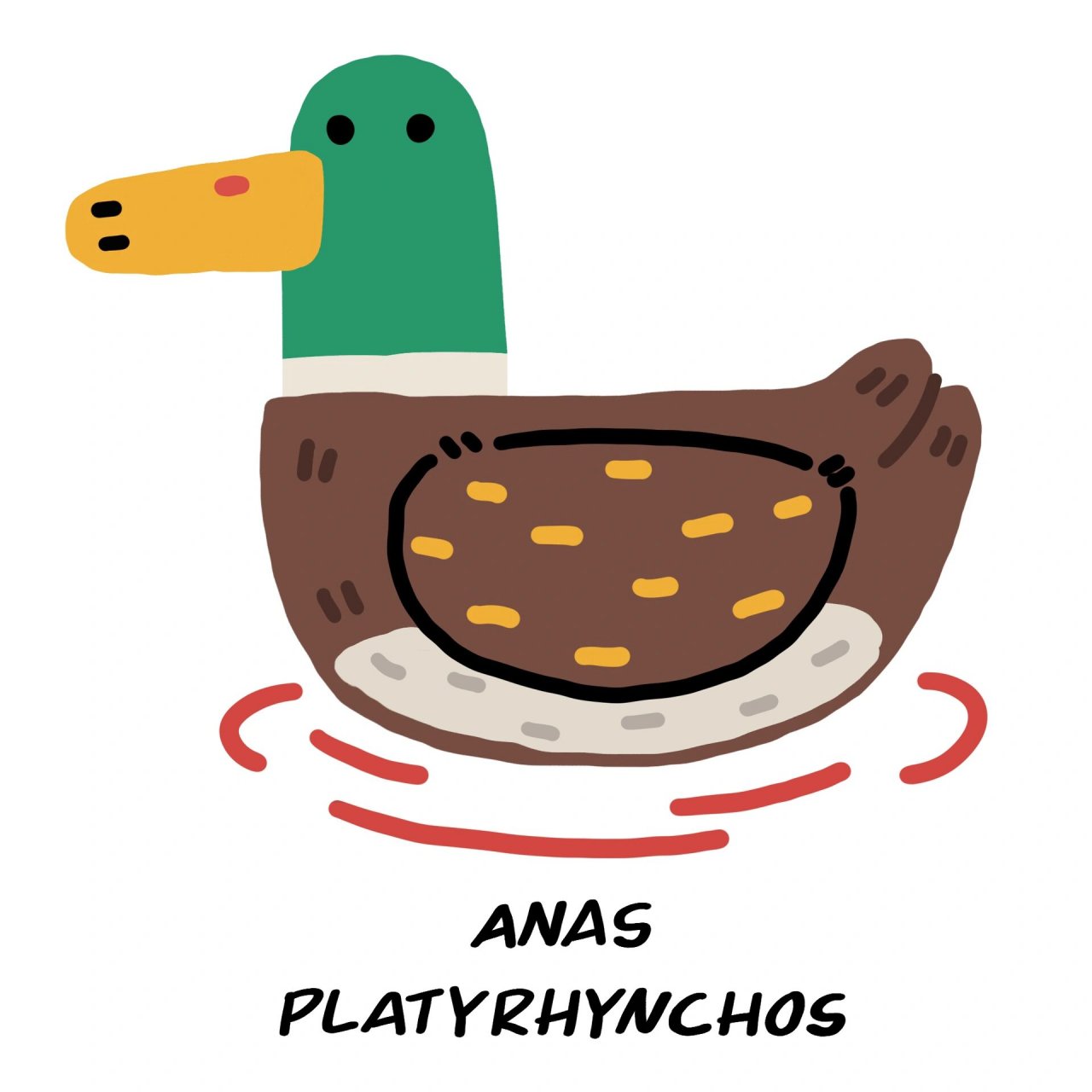 绿头鸭anas platyrhynchos|(23/100)100只