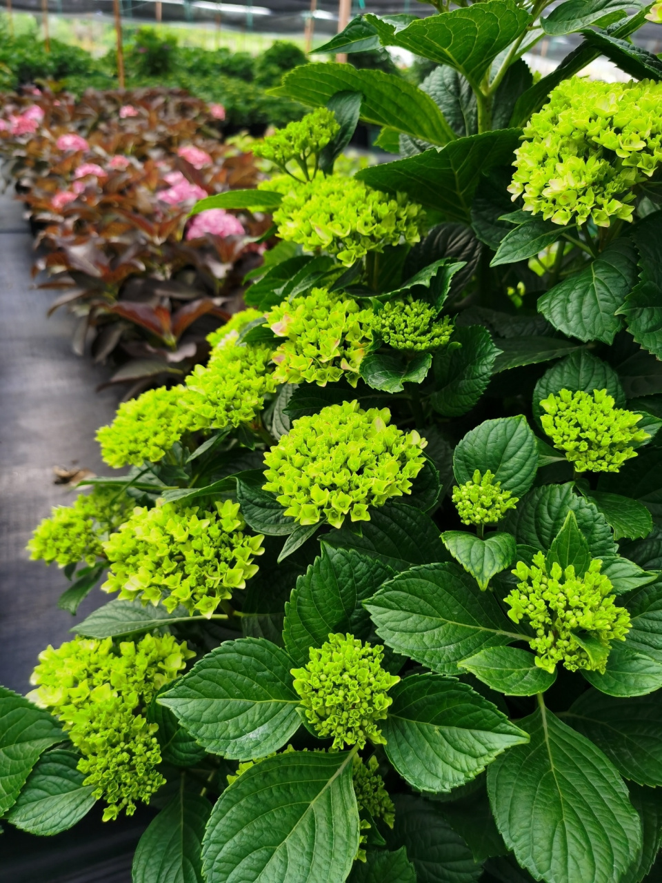 绣球花—薄荷拇指