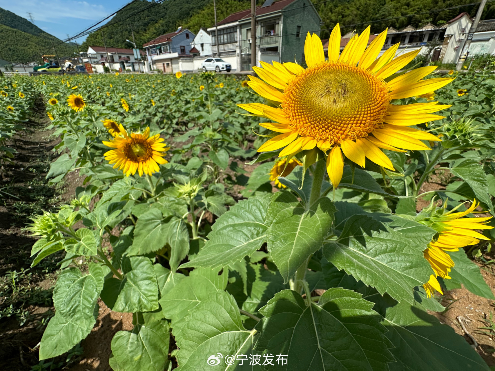 【余姚雁湖村:向日葵盛开迎客来】#美丽宁波# 近日,位于余姚市梨洲