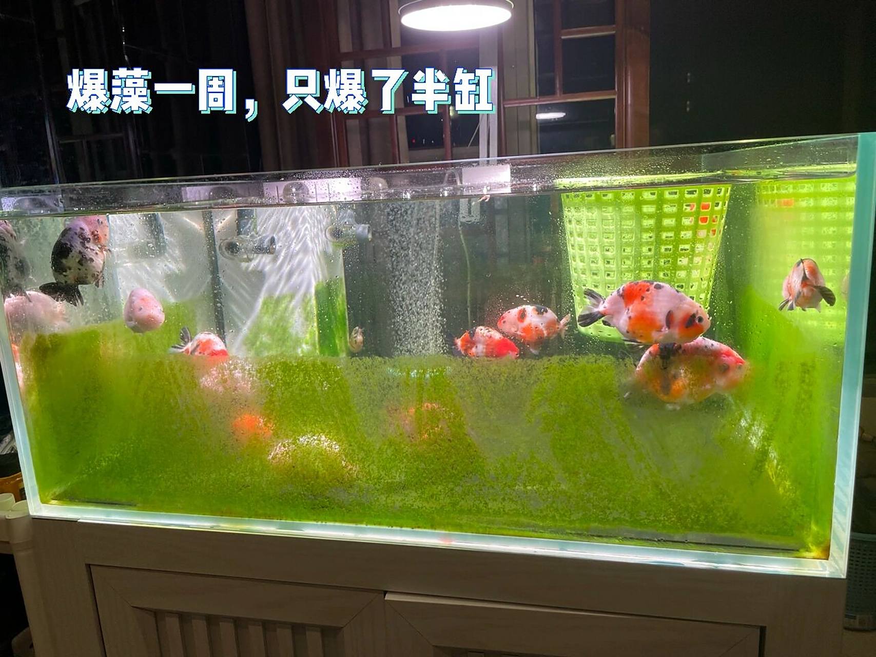 96兰寿鱼缸爆藻日记:20天爆出青青草原7315 7815友友们在爆