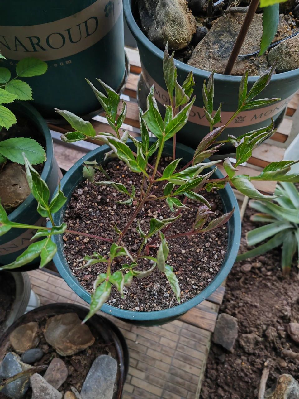 芍药叶子展不开怎么办?