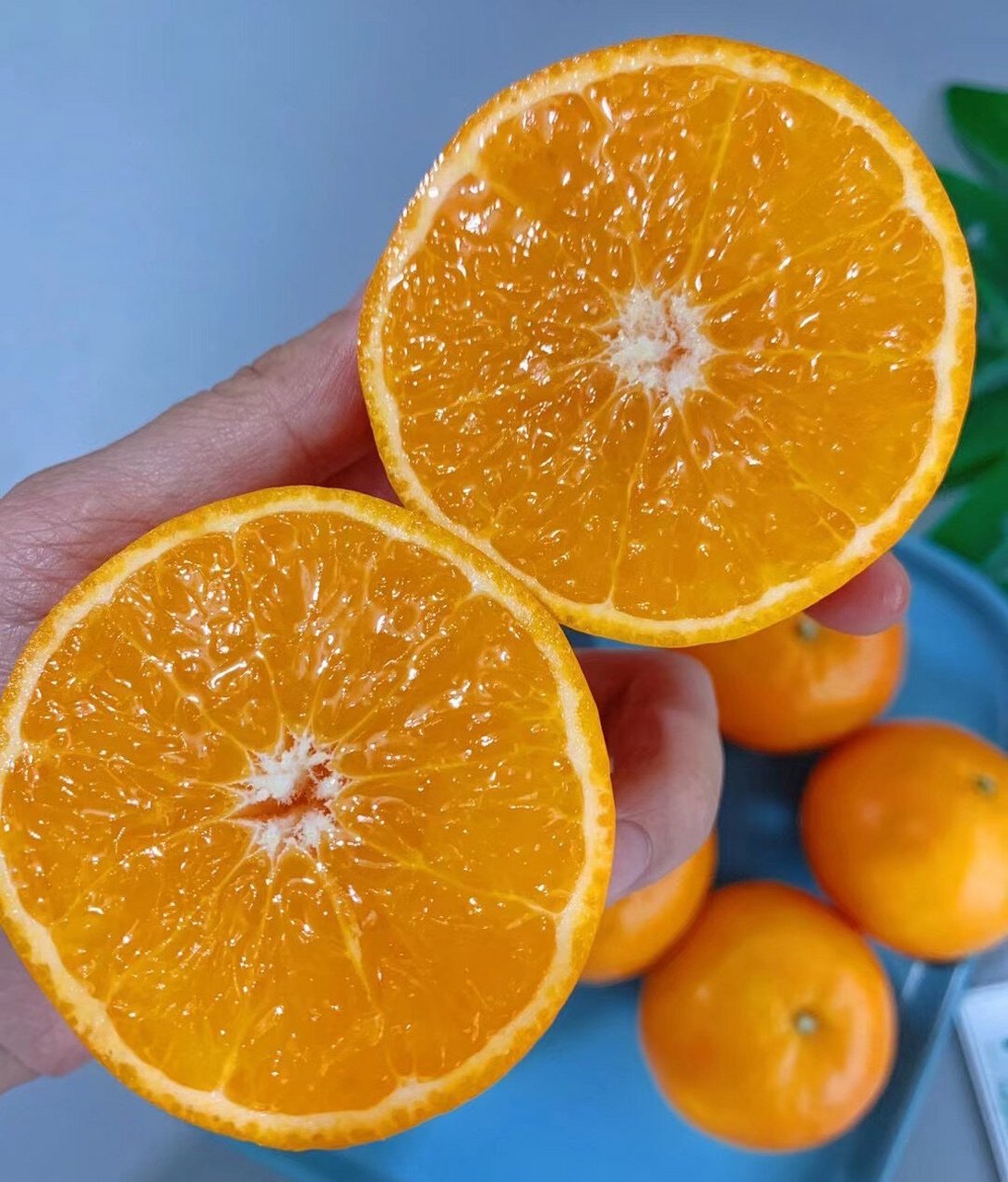 云南无核蜜柑 它是柑橘届的天花板,每个人的梦中情果?