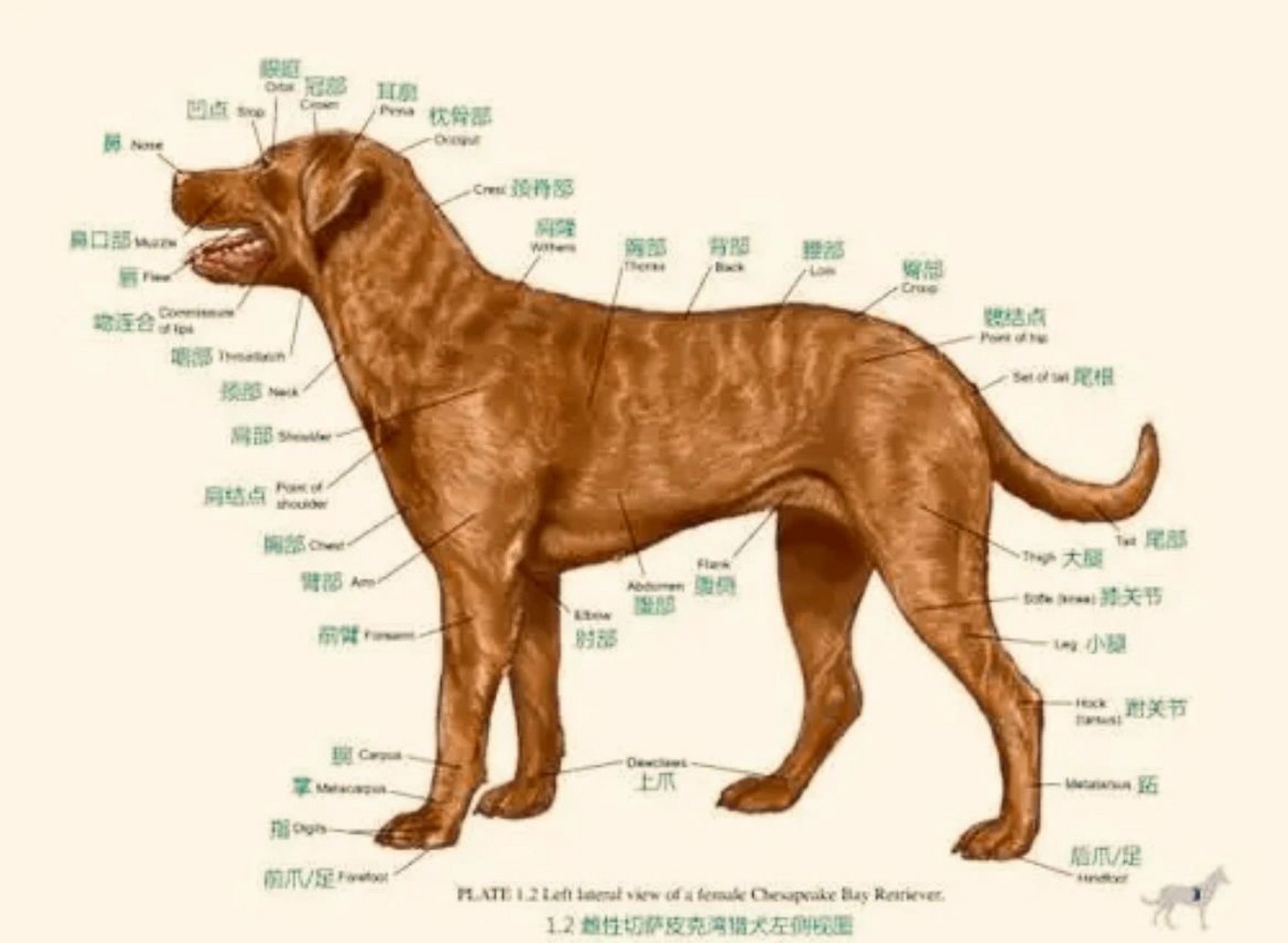 狗狗的身体结构 从生物学特征上看,犬属哺乳纲,食肉目,犬科