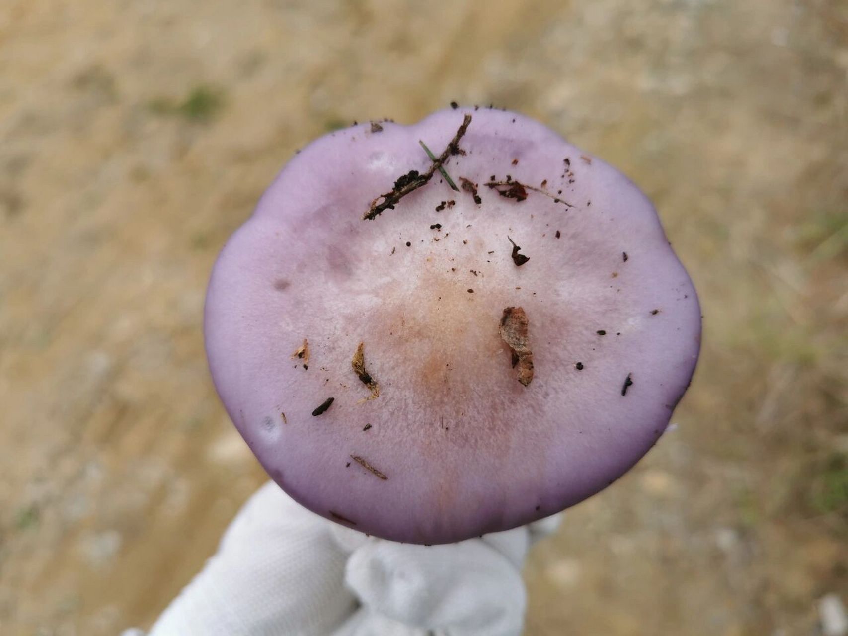 紫色蘑菇能吃吗? 看到很多这个紫色蘑菇,各位菌友帮我看看能吃吗