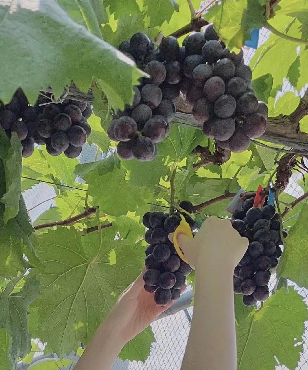 993自己家种的大棚巨峰葡萄 巨峰葡萄99 可真空邮寄 礼盒装有5斤