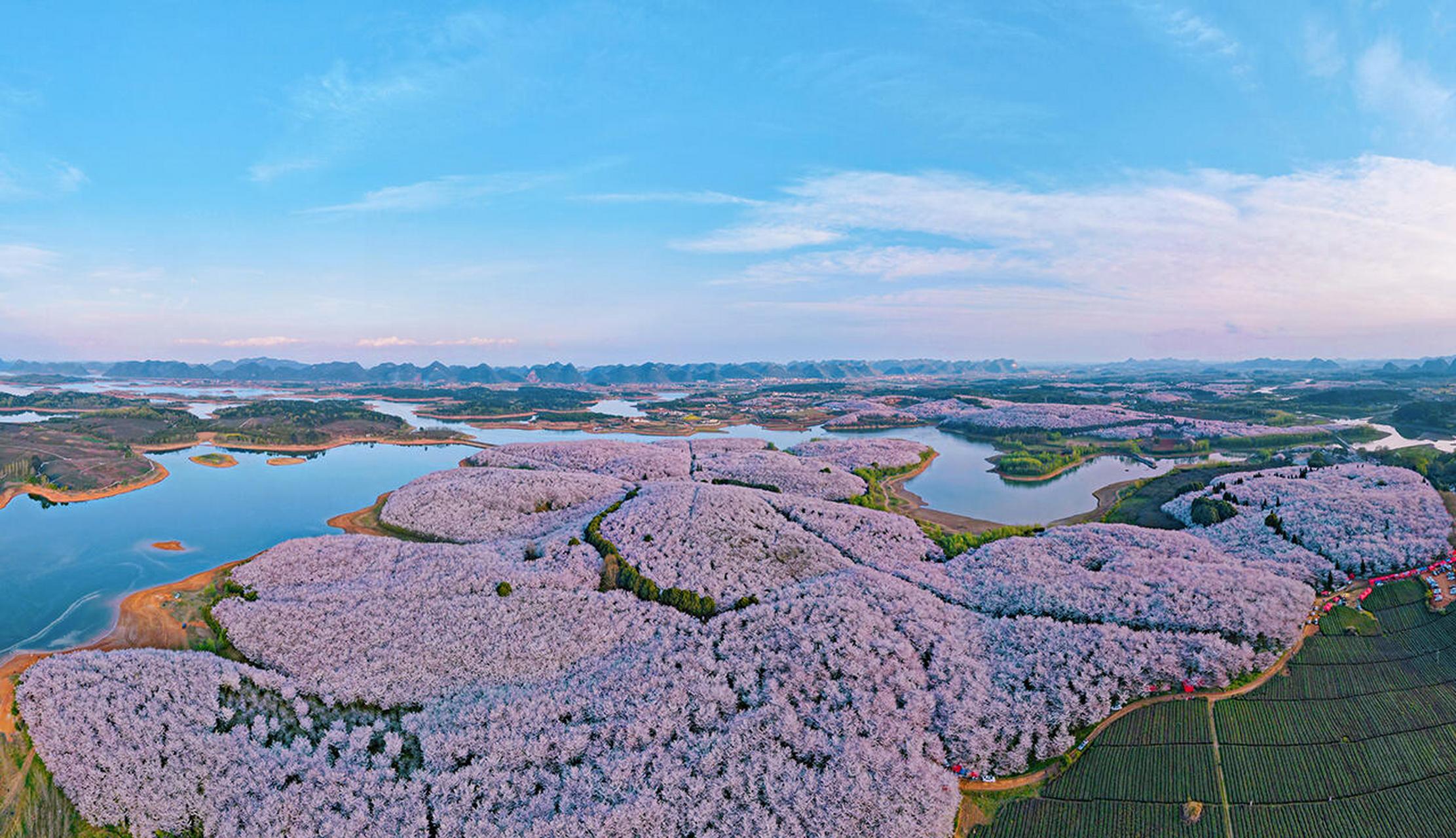 贵阳平坝农场樱花图片