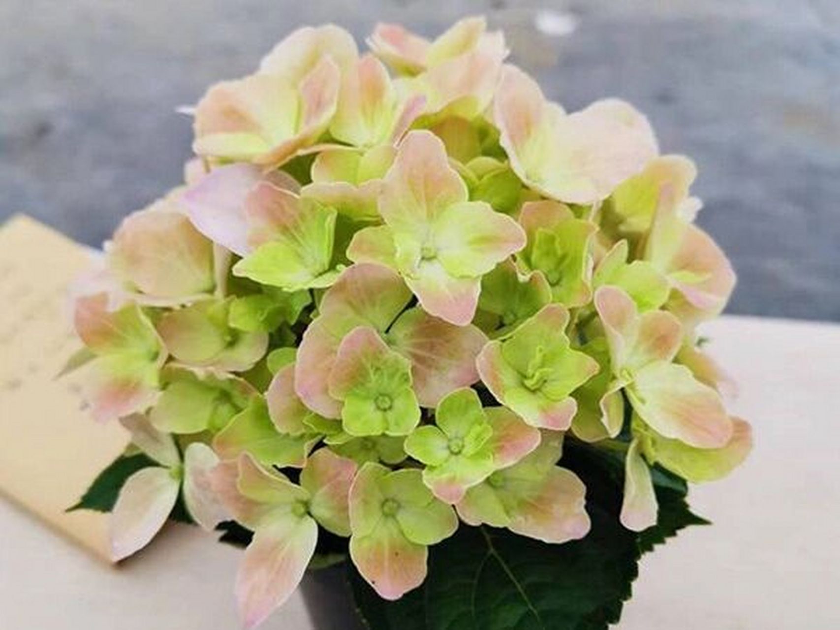 易多梦幻绣球 易多梦幻 易多梦幻绣球它也是一款非常热门的绣球品种