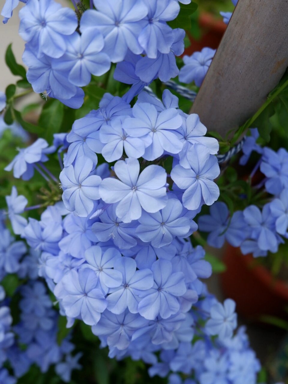 ceratostigma plumbaginoides bunge)是白花丹科,蓝雪花属植物