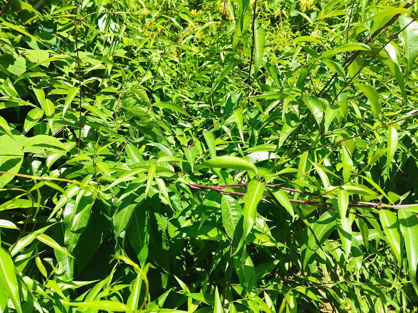 杠柳的根皮入药叫香加皮.