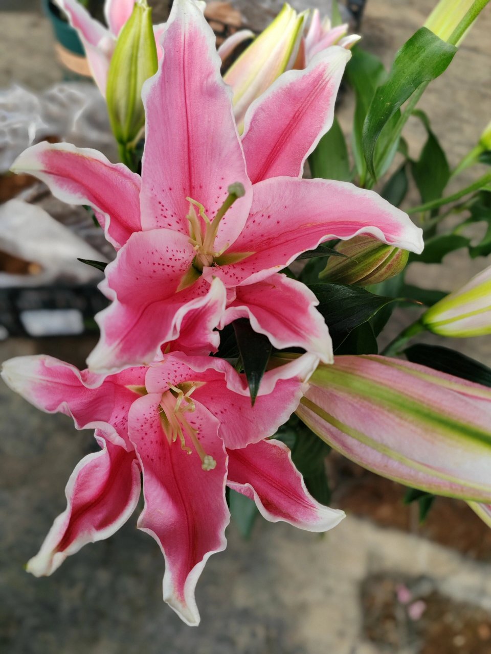 百合花——粉百合9393 粉色百合花,它的花语就是纯洁,可爱,粉色