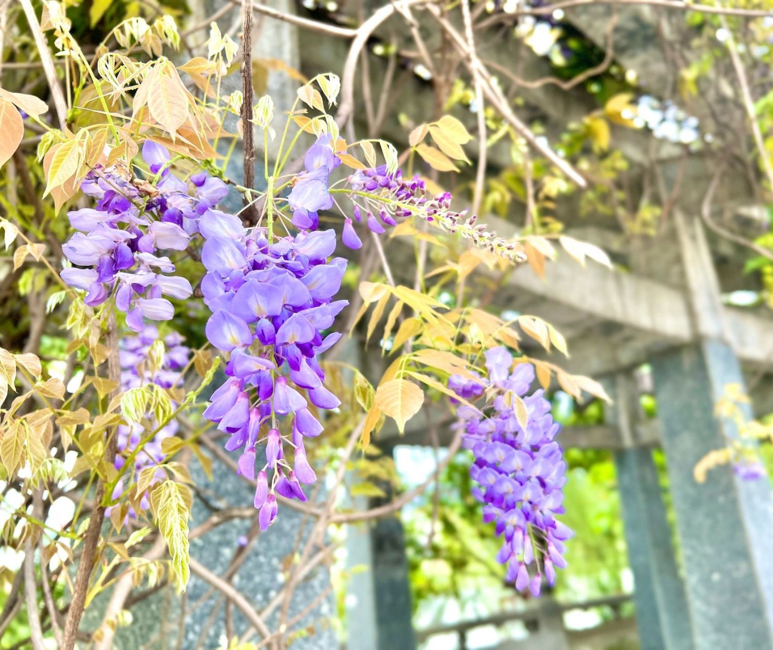 记录植物|紫藤wisteria sinensis 中文名:紫藤 拉丁学名:wisteria