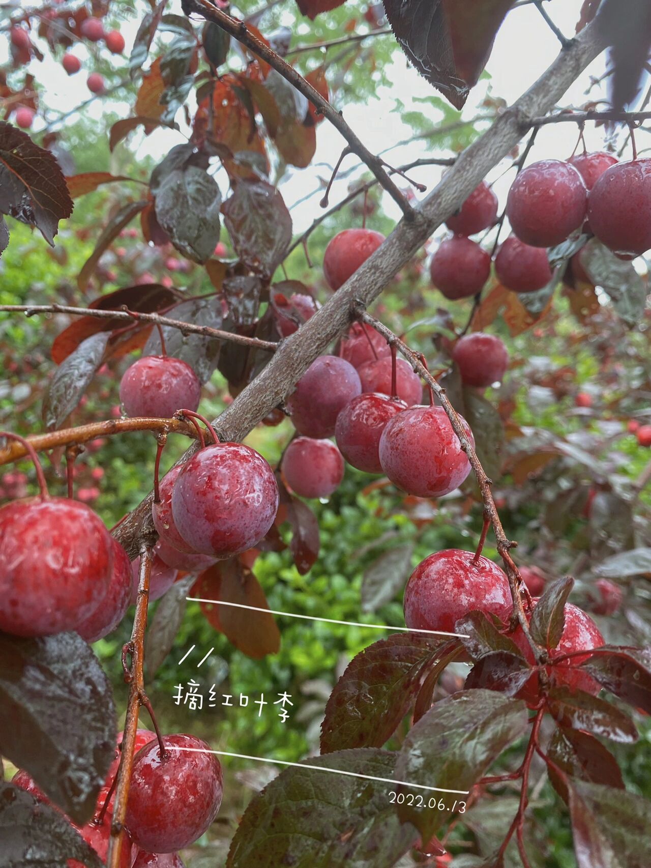 路边的李子熟了 紫叶李,又名"红叶李"