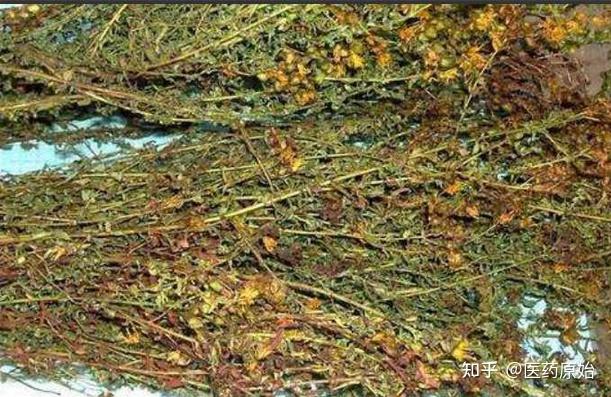 带你识别贯叶金丝桃