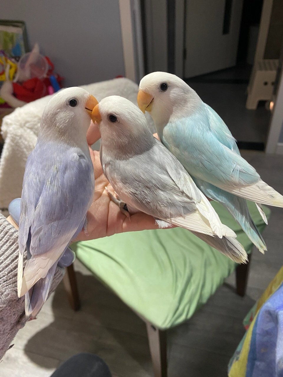 牡丹鹦鹉三色闪派松闪派紫闪派墨闪派  牡丹鹦鹉闪派之美,紫闪派,墨闪