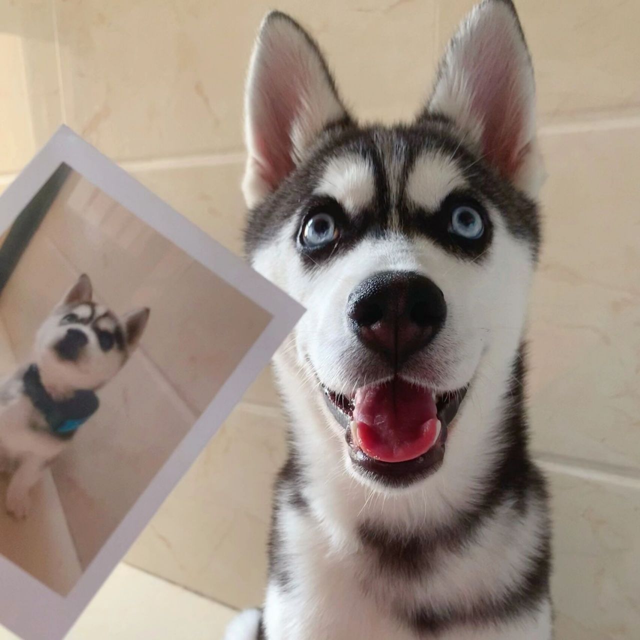 哈士奇头像哈哈哈哈哈