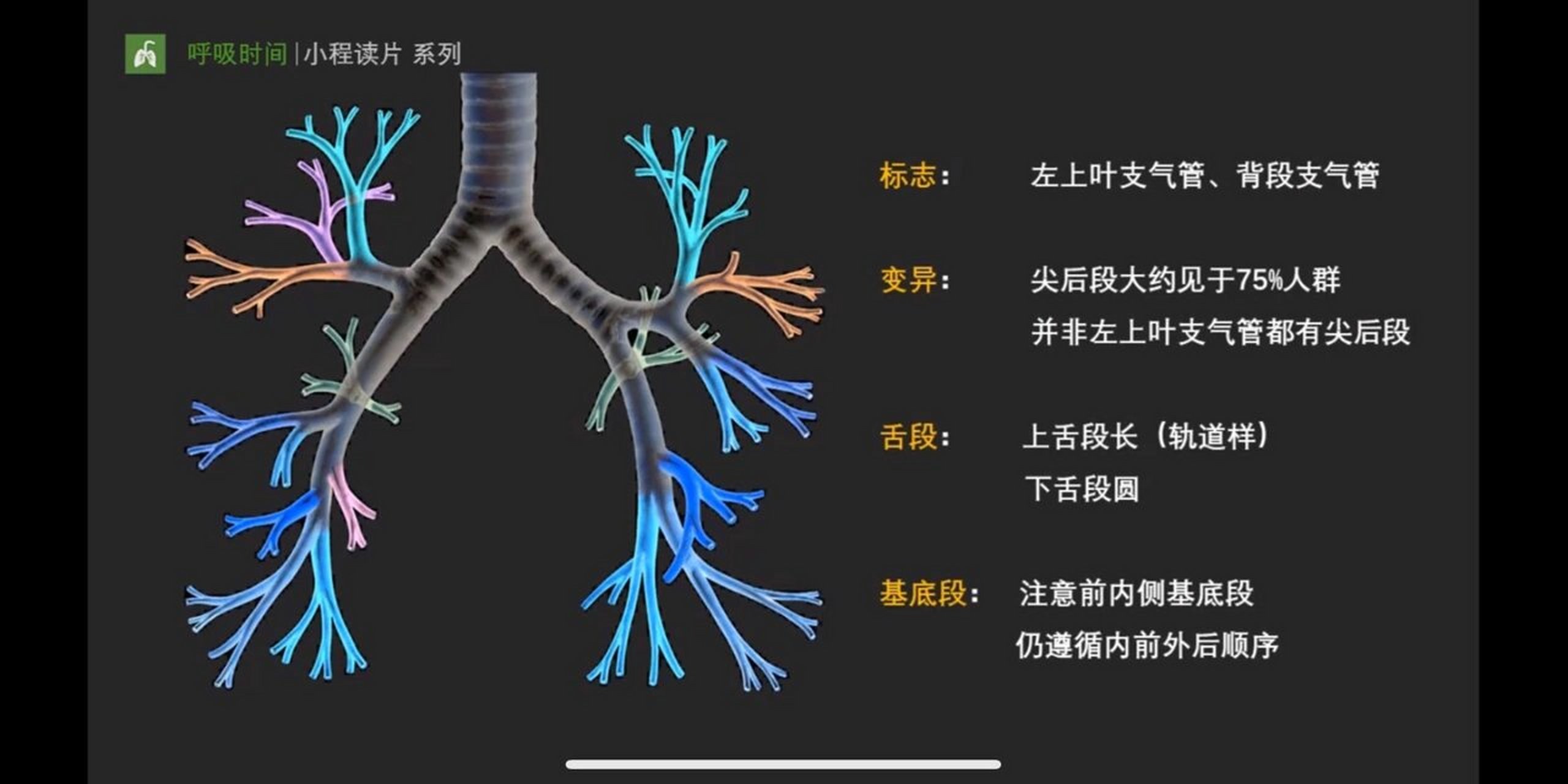 气管隆突图片图片