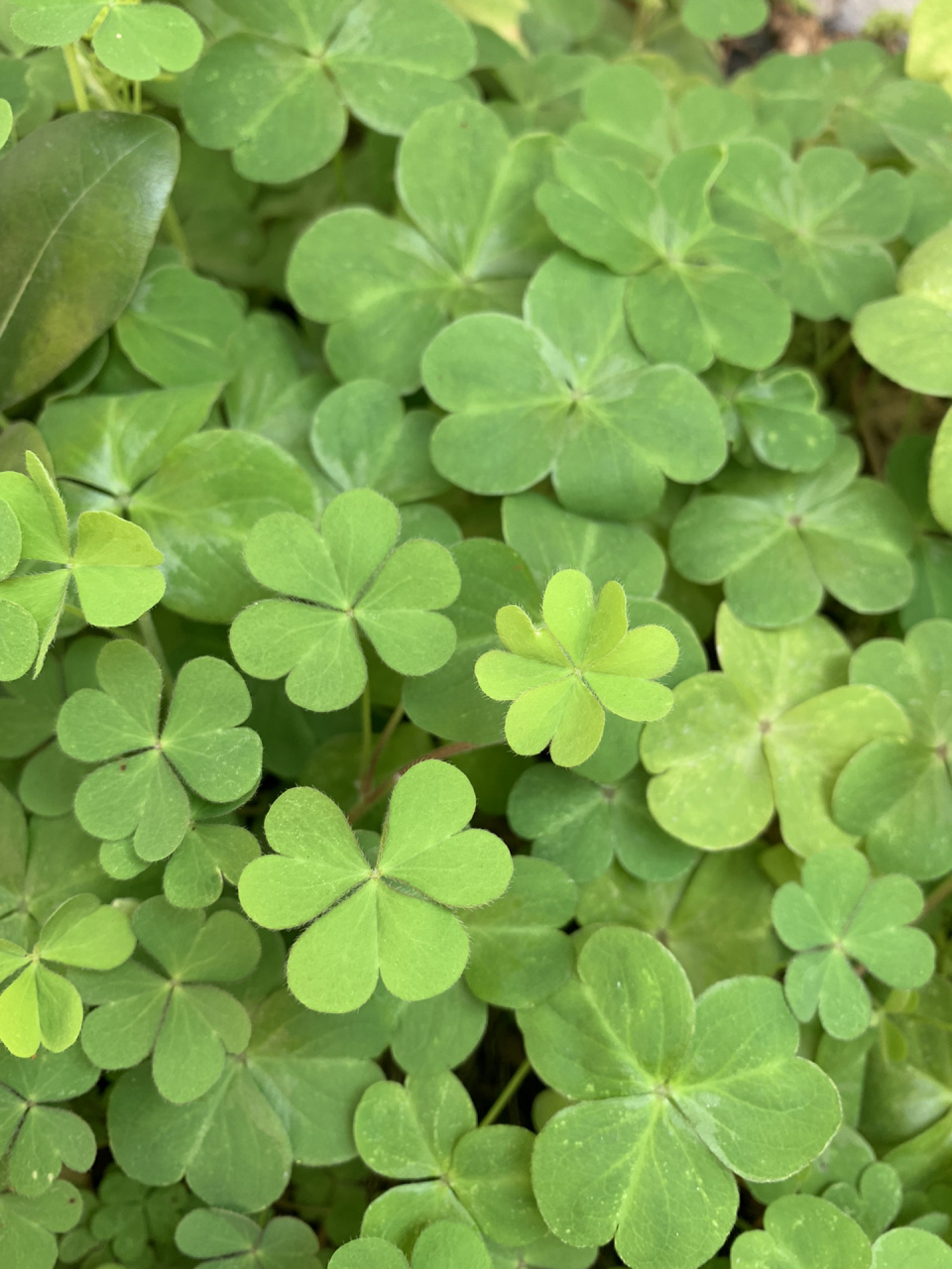 第一次发现四叶草居然是在自家院子里 929292 前几天还念叨着想