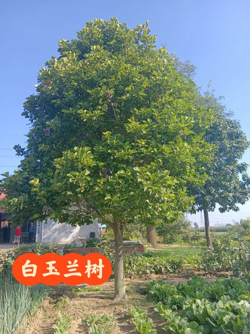 一棵白玉兰树,上海市市树 一棵20多公分,树型饱满的白玉兰树