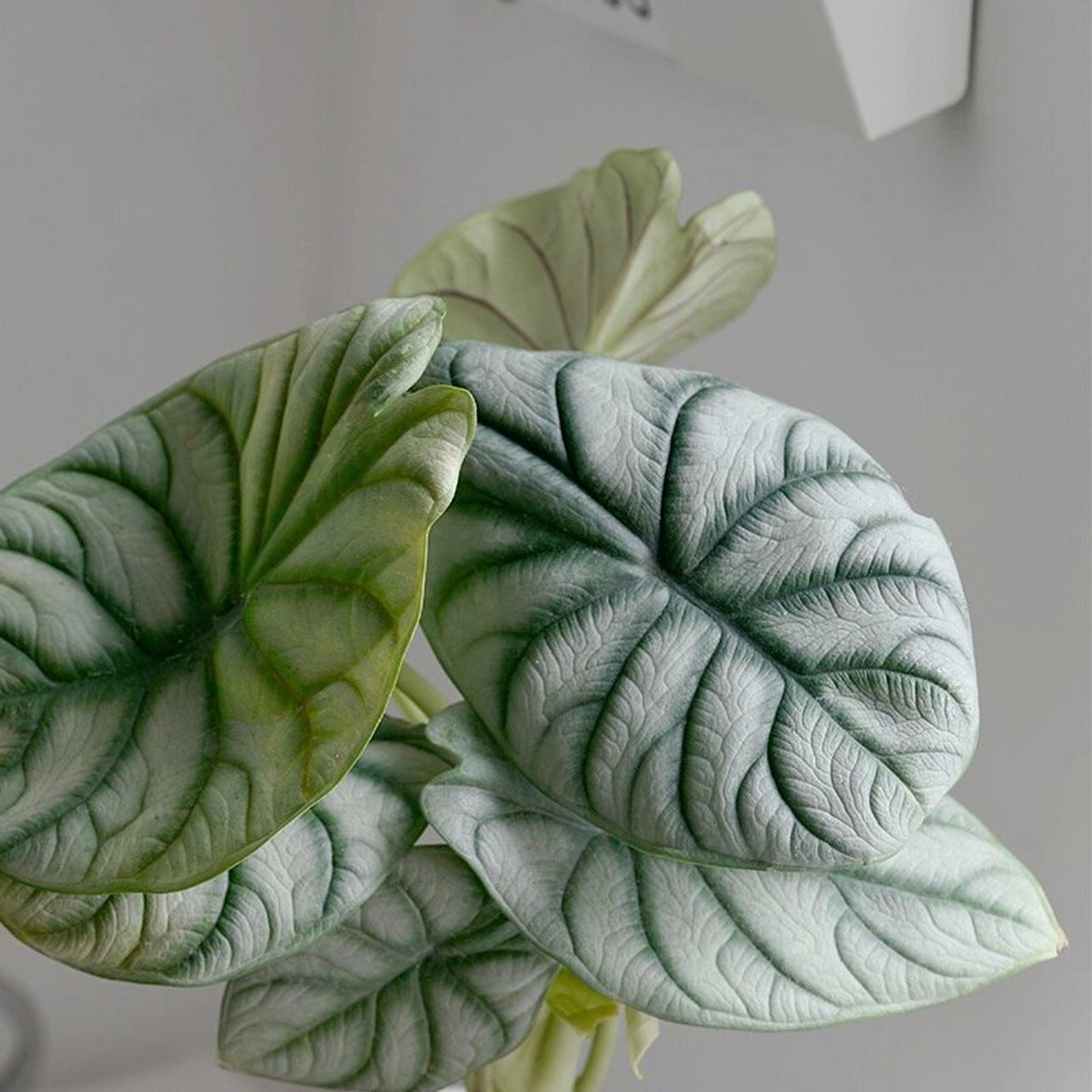 白犀牛海芋99 白犀牛海芋属天南星科,海芋属植物.