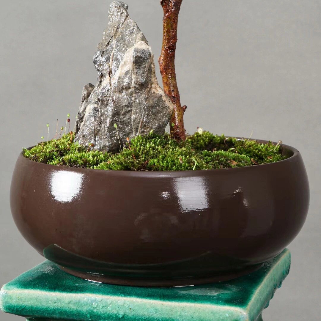 日本岗松(雪松),精品桌面盆景