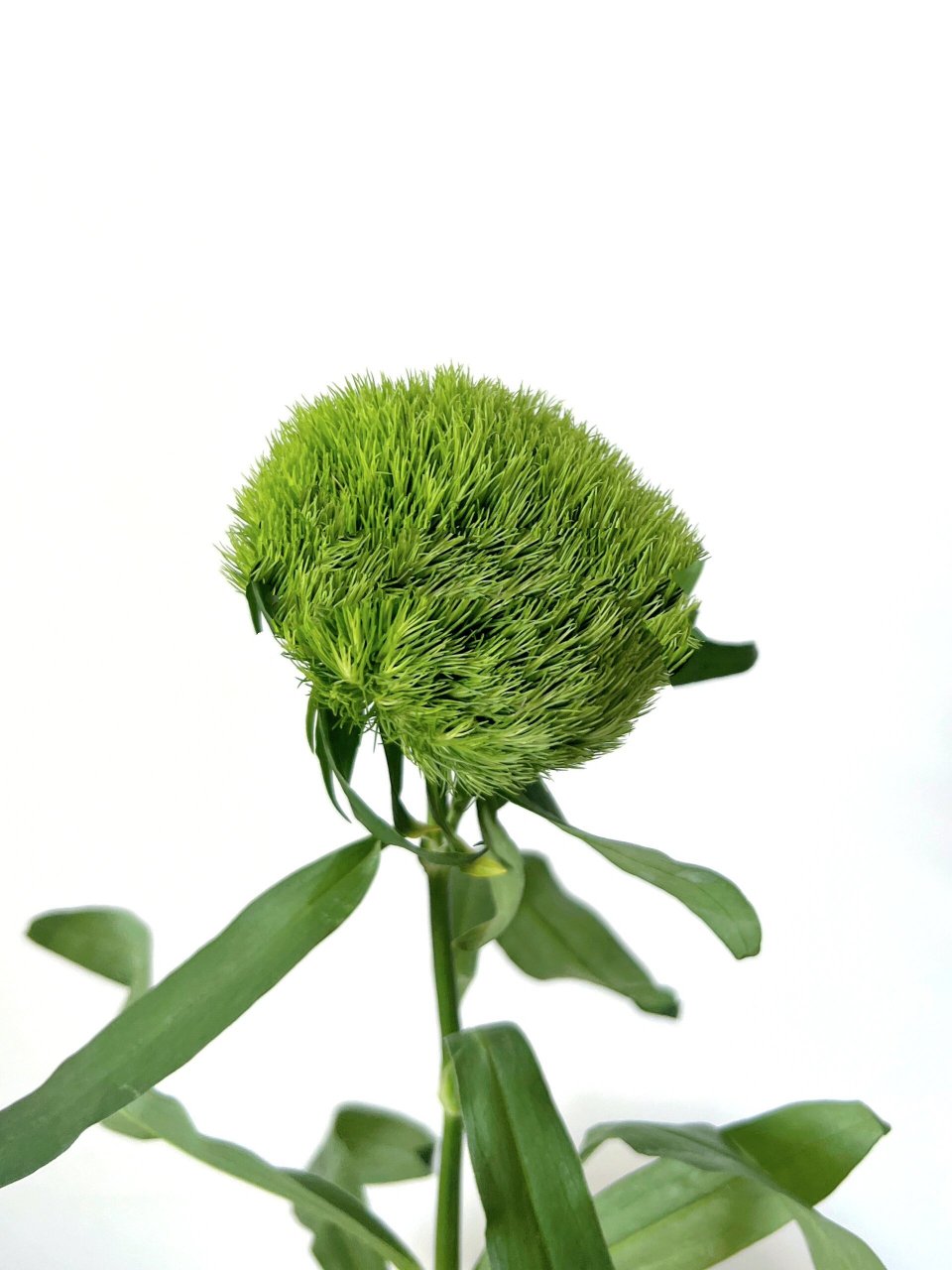 每日识花「绿毛球」 绿色的毛球是石竹属的一个园艺品种,叫做石竹球