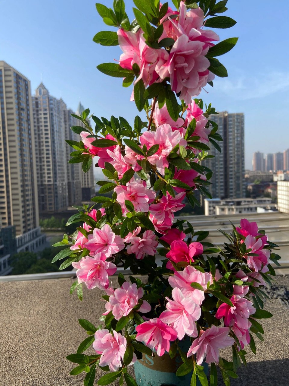 唐狮子牡丹(皋月杜鹃)