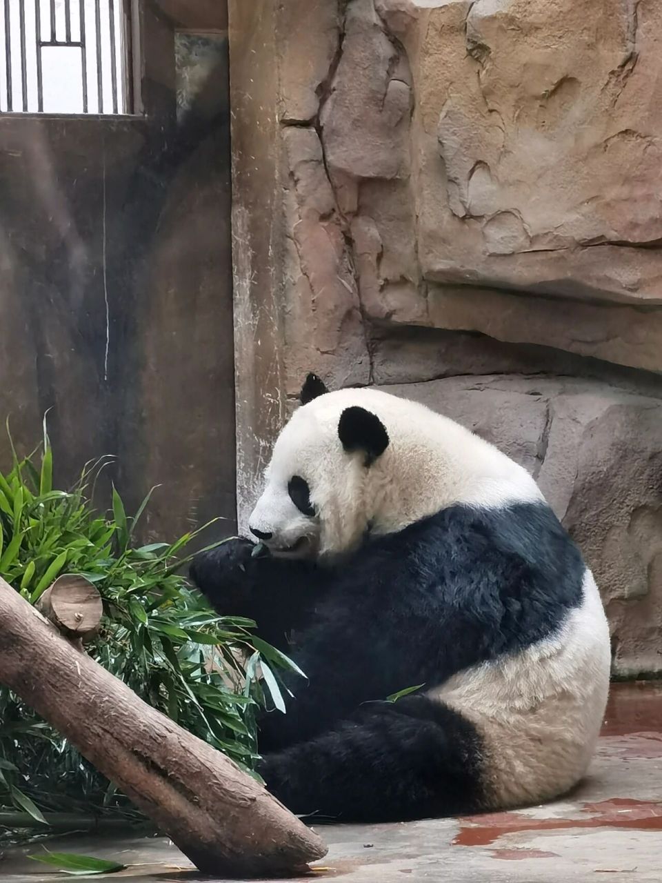 成都动物园 门票才20 很划算 动物基本还是比较全 就是去太晚了,很多