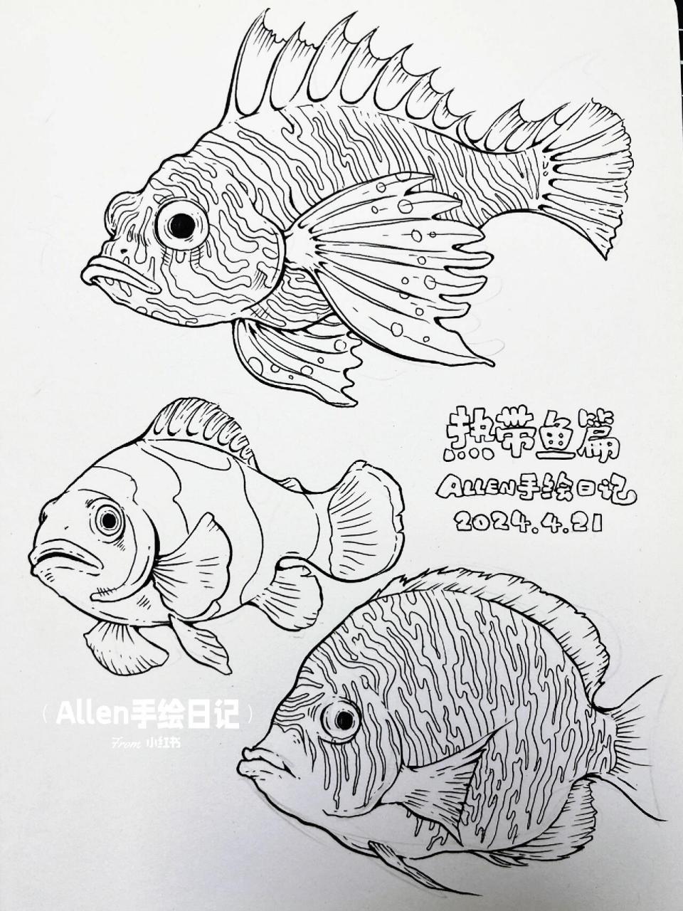 视觉传达设计考研手绘素材笔记-热带鱼篇 今天在课上画了一些视觉传达